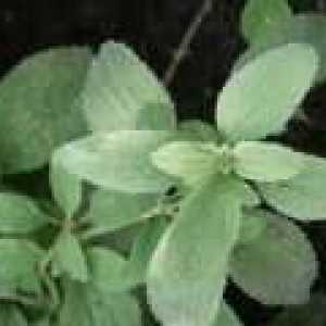 Marrubium vulgare: primjene ljekovitost