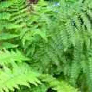Šumska paprat (biljka): Terapeutska svojstva i primjena