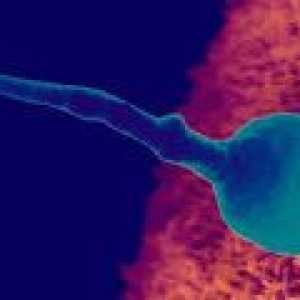 Koliko dugo živjeti jaje nakon ovulacije?