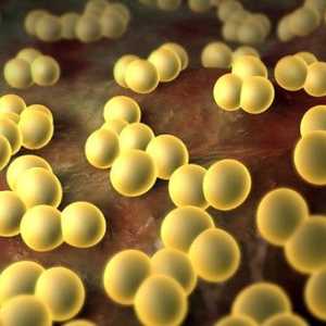 Staphylococcus aureus: Simptomi i liječenje