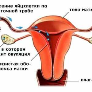 Stimulacija ovulacije