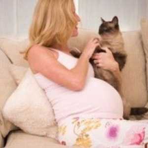 Toksoplazmoza u trudnoći