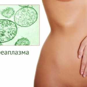 Ureaplasma u žena - Simptomi i liječenje