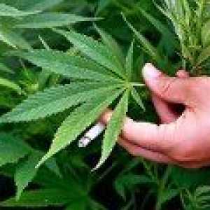 U Hrvatskoj je dopušteno korištenje marihuane u medicinske svrhe