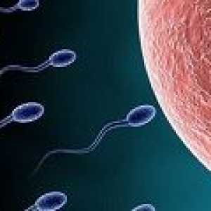 Prvi stvoreni spermiji iz ljudske kože