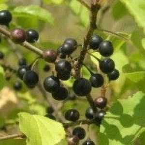 Rhineberry - opis korisnih svojstava, primjena